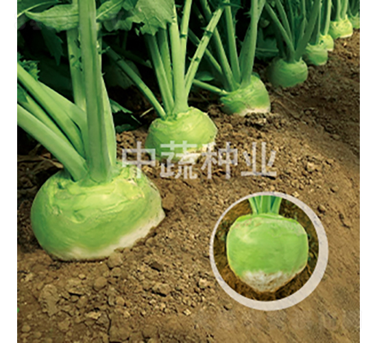 �A��65-�}���N��-���߷N�I(y��)