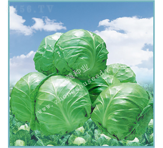 ��Ʒ8398-���{(l��n)�N��-���߷N�I(y��)