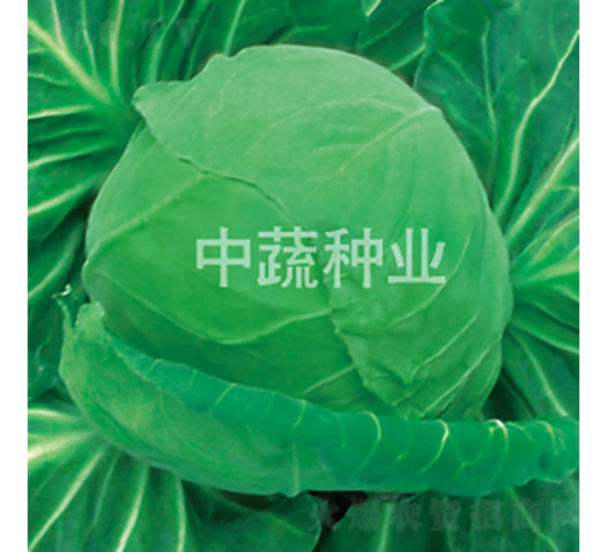 103���{(l��n)-���{(l��n)�N��-���߷N�I(y��)