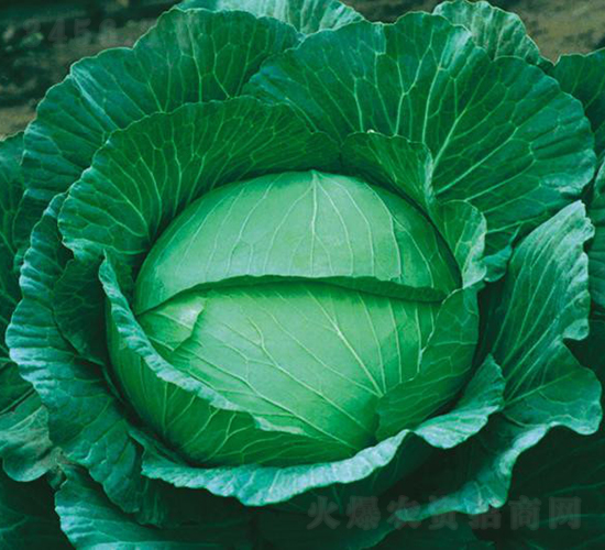 ���Բ������Sһ̖(h��o)-���{(l��n)�N��-���߷N�I(y��)