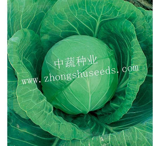 中甘590-甘藍(lán)種子-中蔬種業(yè)