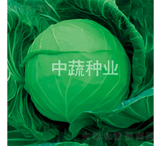 中甘192-甘藍(lán)種子-中蔬種業(yè)