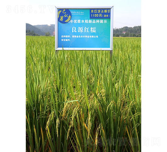 良原紅糯-水稻種子-金色農(nóng)豐