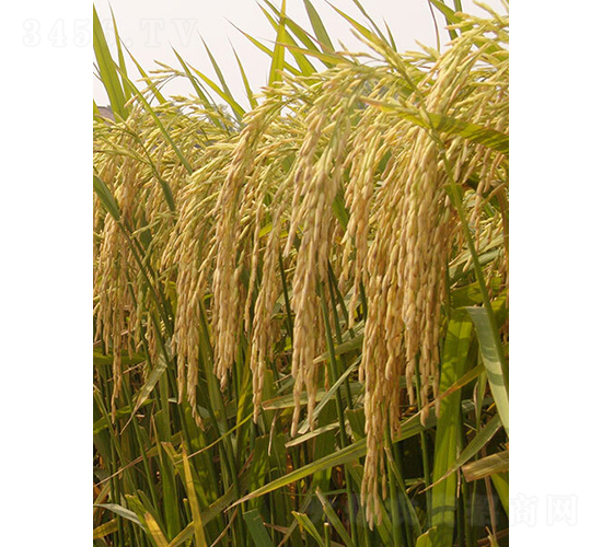 湘晚秈17號(hào)-水稻種子-金色農(nóng)豐