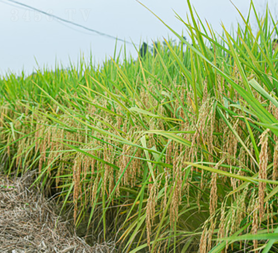 創(chuàng)兩優(yōu)33-水稻種子-金色農(nóng)豐