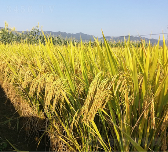 廣良絲苗3號(hào)-水稻種子-廣良