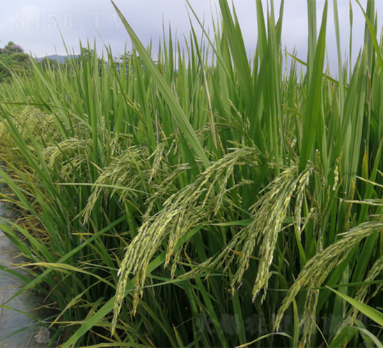 廣良絲苗5號(hào)-水稻種子-廣良