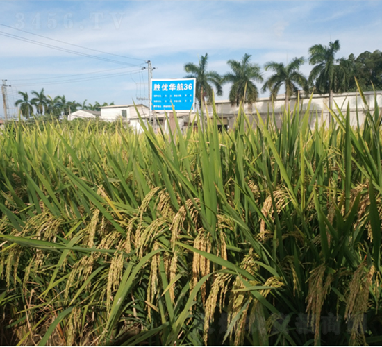 勝優(yōu)華航36-水稻種子-廣良