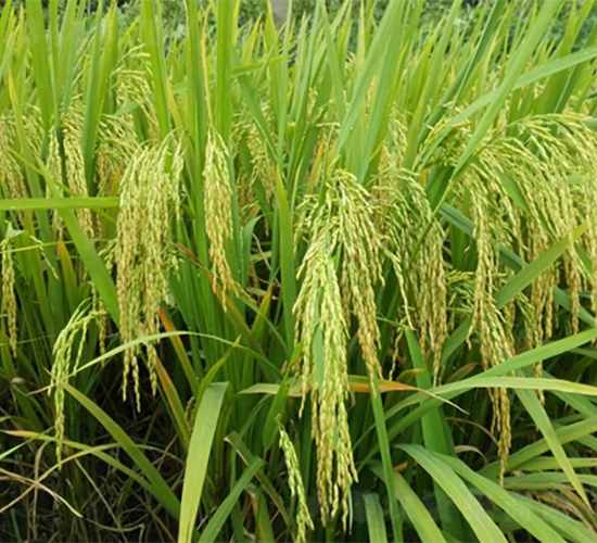 廣九優(yōu)098-水稻種子-廣良