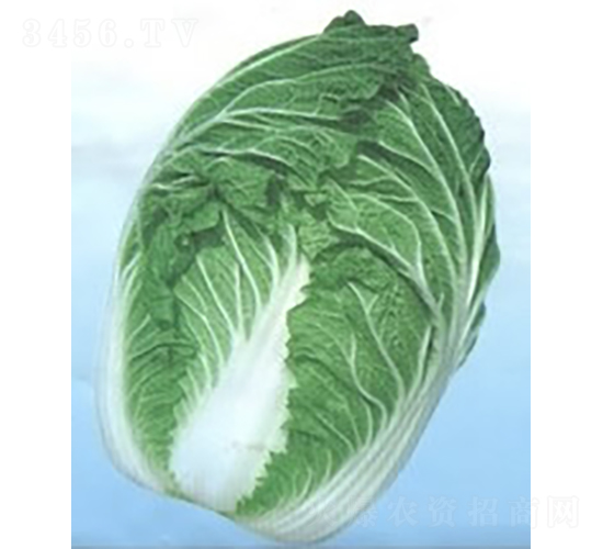 ��(qi��ng)���ײ�-�ײ˷N��-�V��