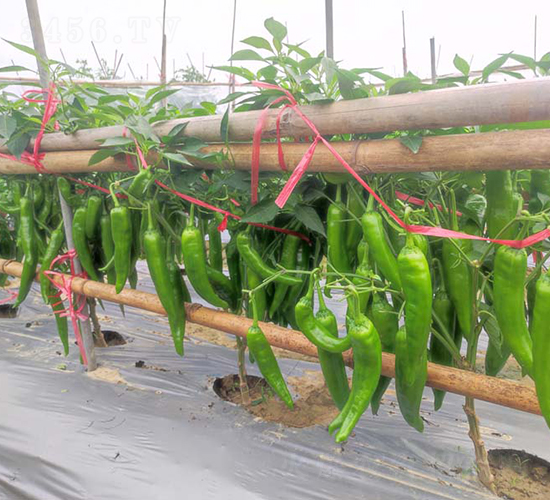 ZSP2154����-�����N��-�V��