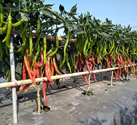 �V����̖����-�����N��-�V��