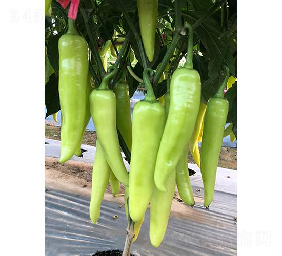 �M������-�����N��-�V��