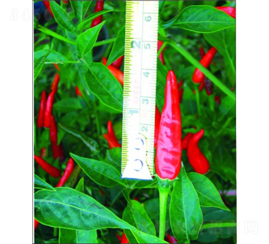 GL-7̖(h��o)��������-�����N��-�V��