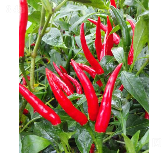 GL-13-�����N��-�V��