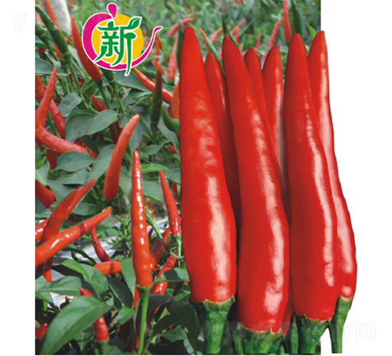 廣良3號(hào)朝天椒-辣椒種子-廣良