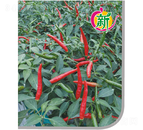 云辣8號朝天椒-辣椒種子-廣良