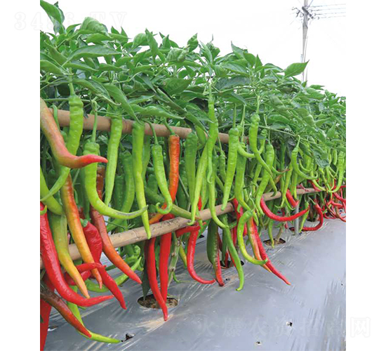 廣良1708線(xiàn)椒-辣椒種子-廣良