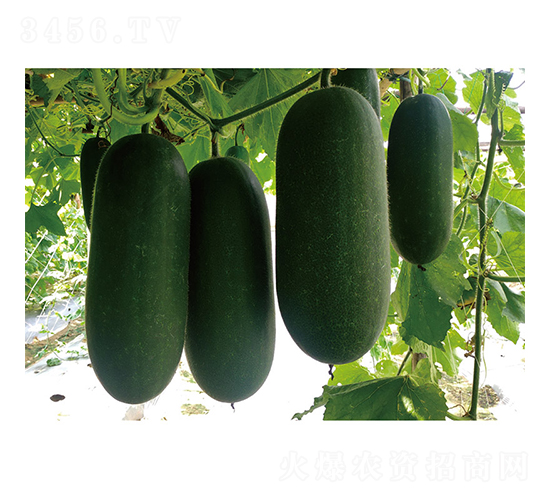 小悠冬瓜-冬瓜種子-廣良