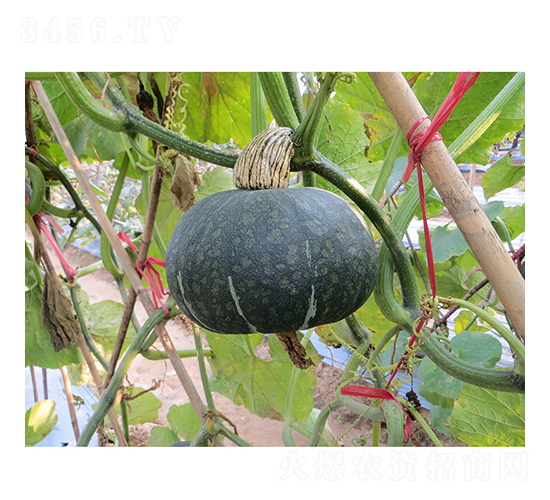 樂樂南瓜-南瓜種子-廣良