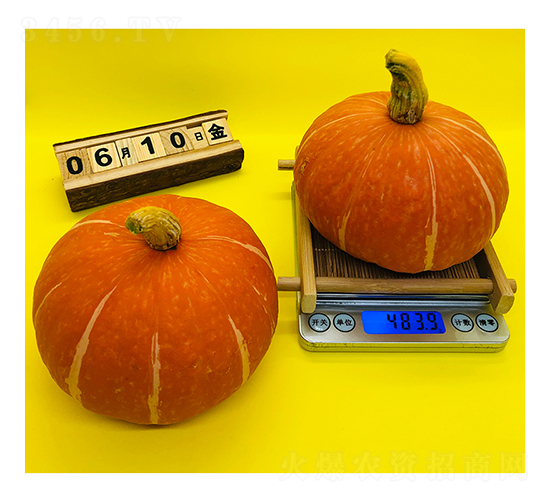 紅寶貝南瓜-南瓜種子-廣良