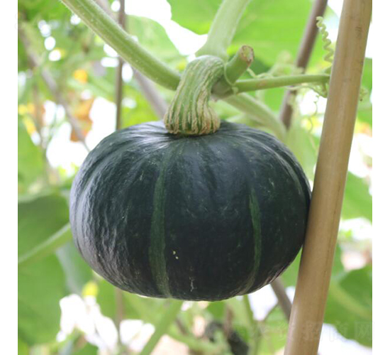 綠寶貝2號(hào)-南瓜種子-廣良