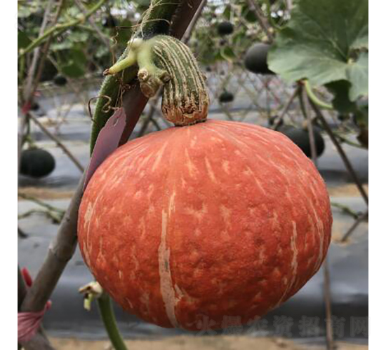 �t��ؐ1̖(h��o)-�ϹϷN��-�V��