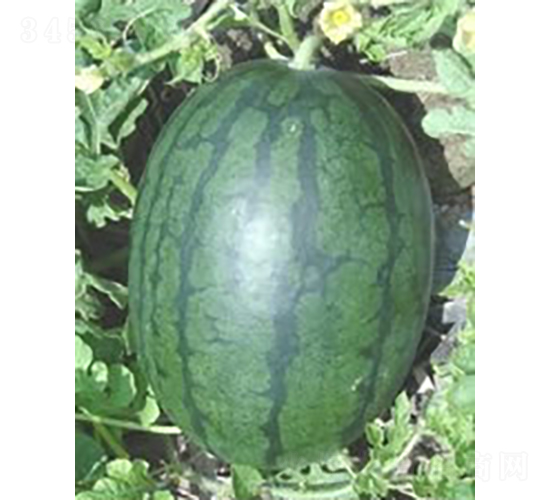 ���������-���ϷN��-�V��