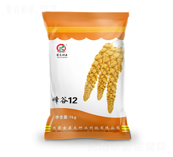 峰谷12-谷子種子-蒙龍種業(yè)