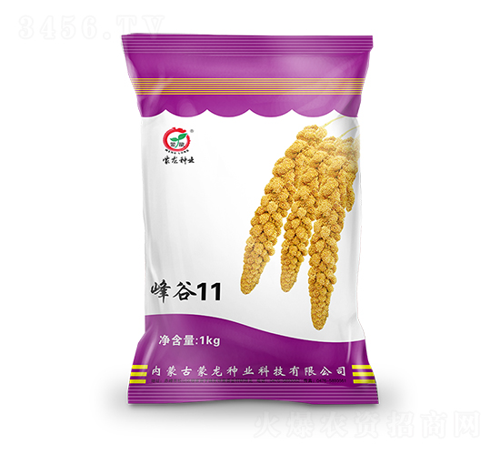 峰谷11-谷子種子-蒙龍種業(yè)