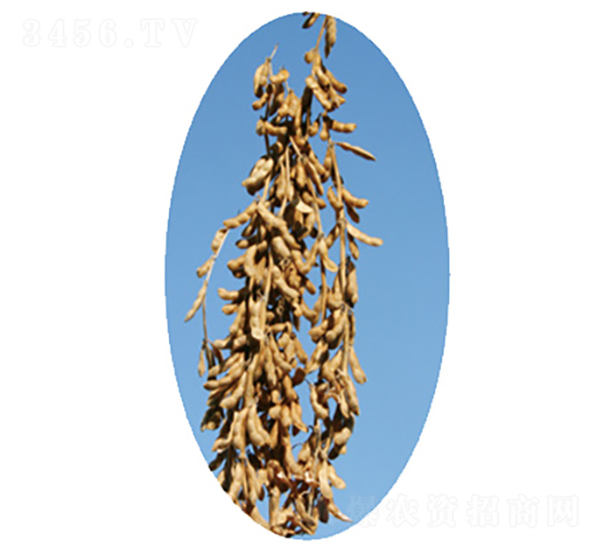 ���ƶ�1̖-�󶹷N��-�����N�I(y��)