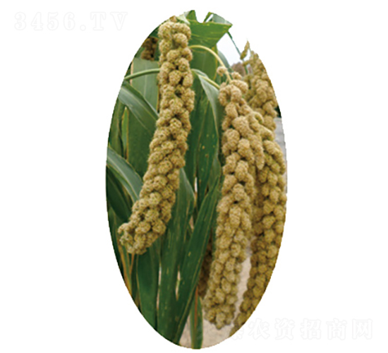 �x��41̖(h��o)-С�׷N��-�����N�I(y��)