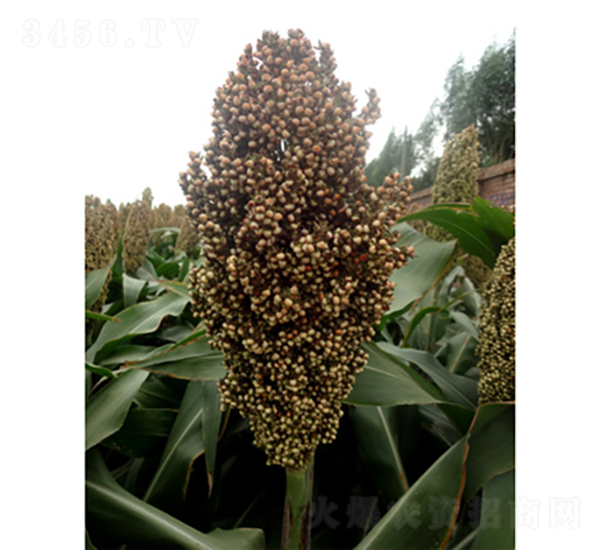 龍雜1號-高粱種子-龍生種業(yè)