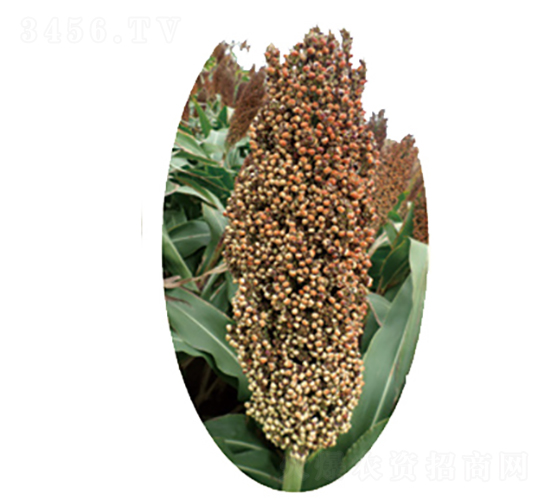 晉雜12號(hào)-高粱種子-龍生種業(yè)