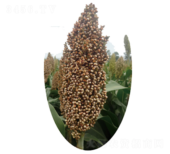 晉雜103號-高粱種子-龍生種業(yè)