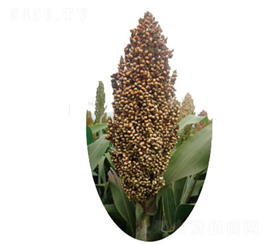 ����̖(h��o)-�����N��-�����N�I(y��)