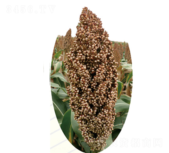 �x��405̖(h��o)-�����N��-�����N�I(y��)