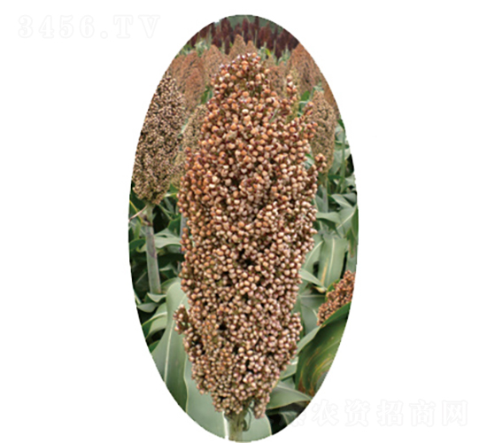 �x�s15̖(h��o)-�����N��-�����N�I(y��)