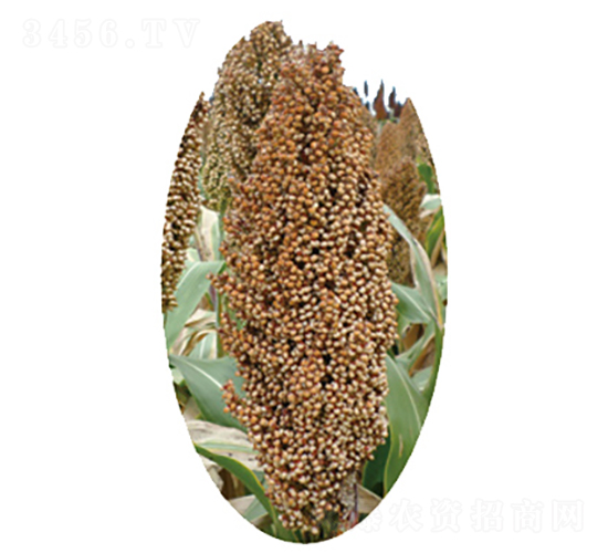 晉雜23號(hào)-高粱種子-龍生種業(yè)