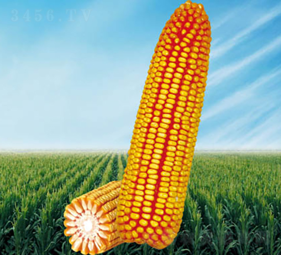 ����2̖-���׷N��-�����N�I(y��)