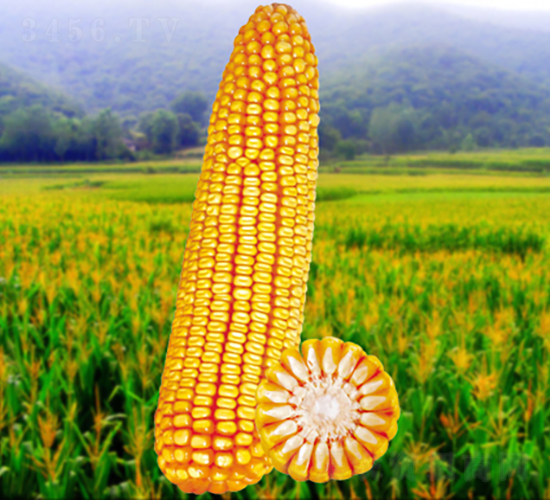 ����5̖-���׷N��-�����N�I(y��)