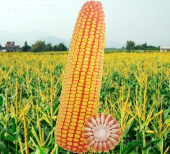 ����16̖(h��o)-���׷N��-�����N�I(y��)