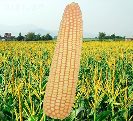 ����19̖(h��o)-���׷N��-�����N�I(y��)