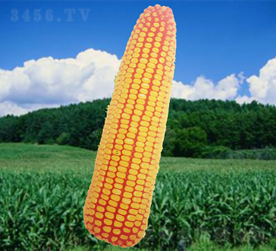 ����668-���׷N��-�����N�I(y��)