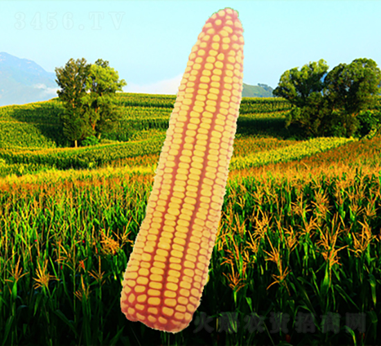 ����10̖-���׷N��-�����N�I(y��)