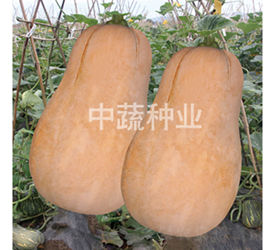 北蜜2號南瓜-南瓜種子-中蔬種業(yè)