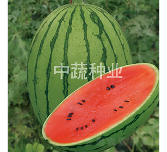 ����-���ϷN��-���߷N�I(y��)