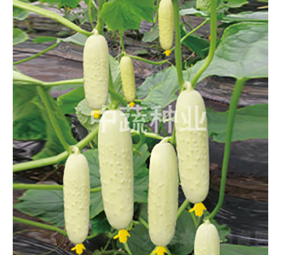 ���r(n��ng)����1̖(h��o)-�S�ϷN��-���߷N�I(y��)