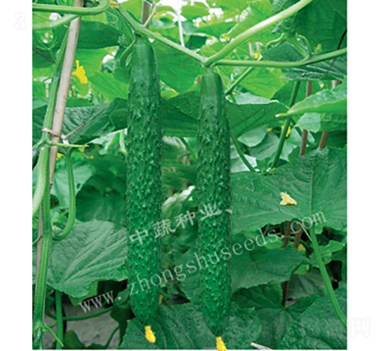 ���r(n��ng)12̖-�S�ϷN��-���߷N�I(y��)