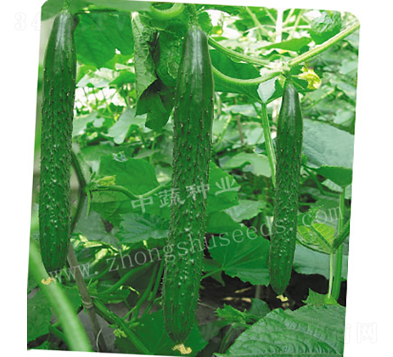 中農(nóng)16號(hào)-黃瓜種子-中蔬種業(yè)